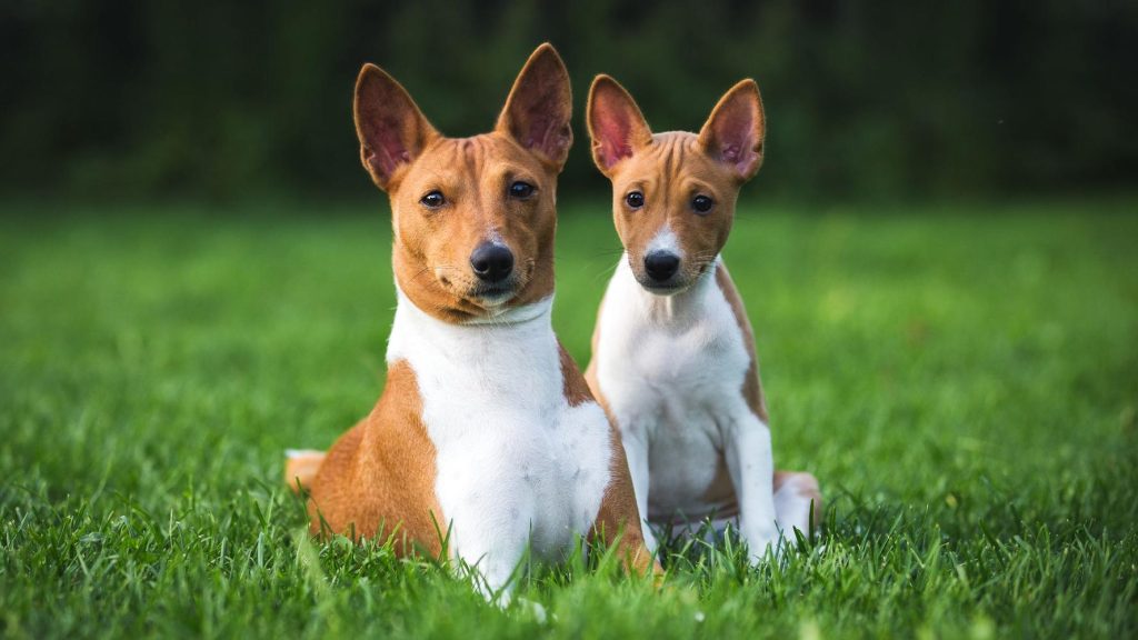 Fizza Basenji Puppies